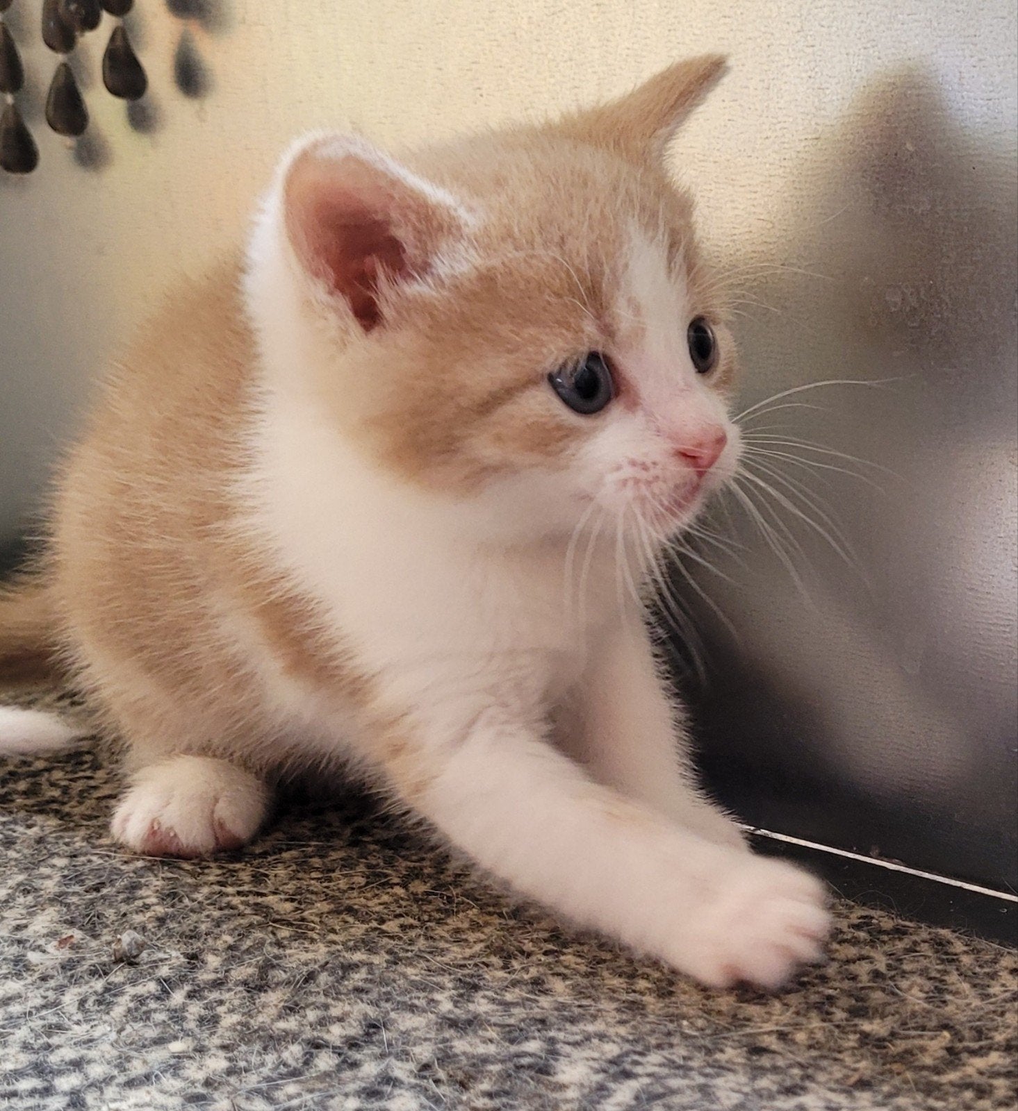 kitten, Meerdere dieren, Ontwormd, 0 tot 2 jaar