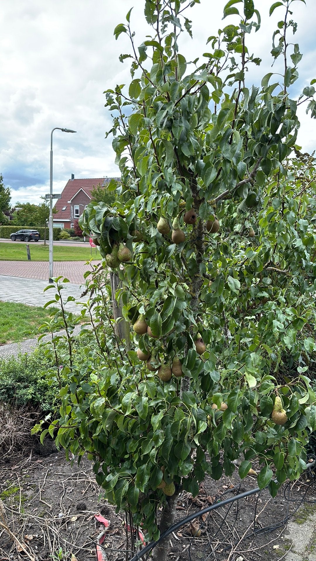 2x perenboom. Conference. Stam 10cm dik, Tuin en Terras, Planten | Fruitbomen, Ophalen, Lente, Volle zon, Perenboom