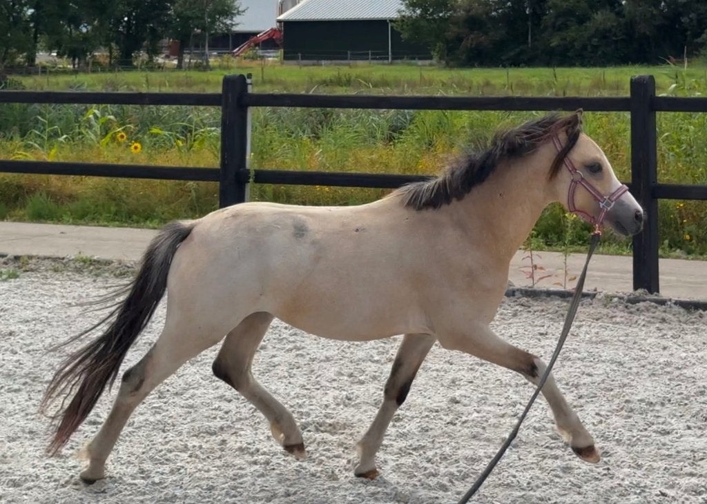 Valk welsh a jaarling hengst, Met stamboom, 0 tot 2 jaar, Hengst, A pony (tot 1.17m)