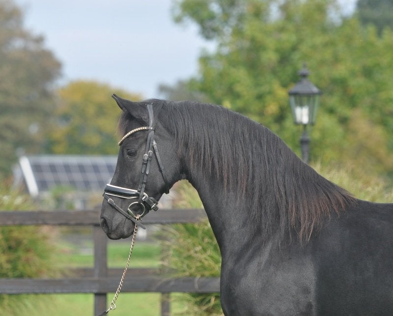 meerdere Friese paarden, Merrie, Dressuurpaard, 7 tot 10 jaar, 165 tot 170 cm