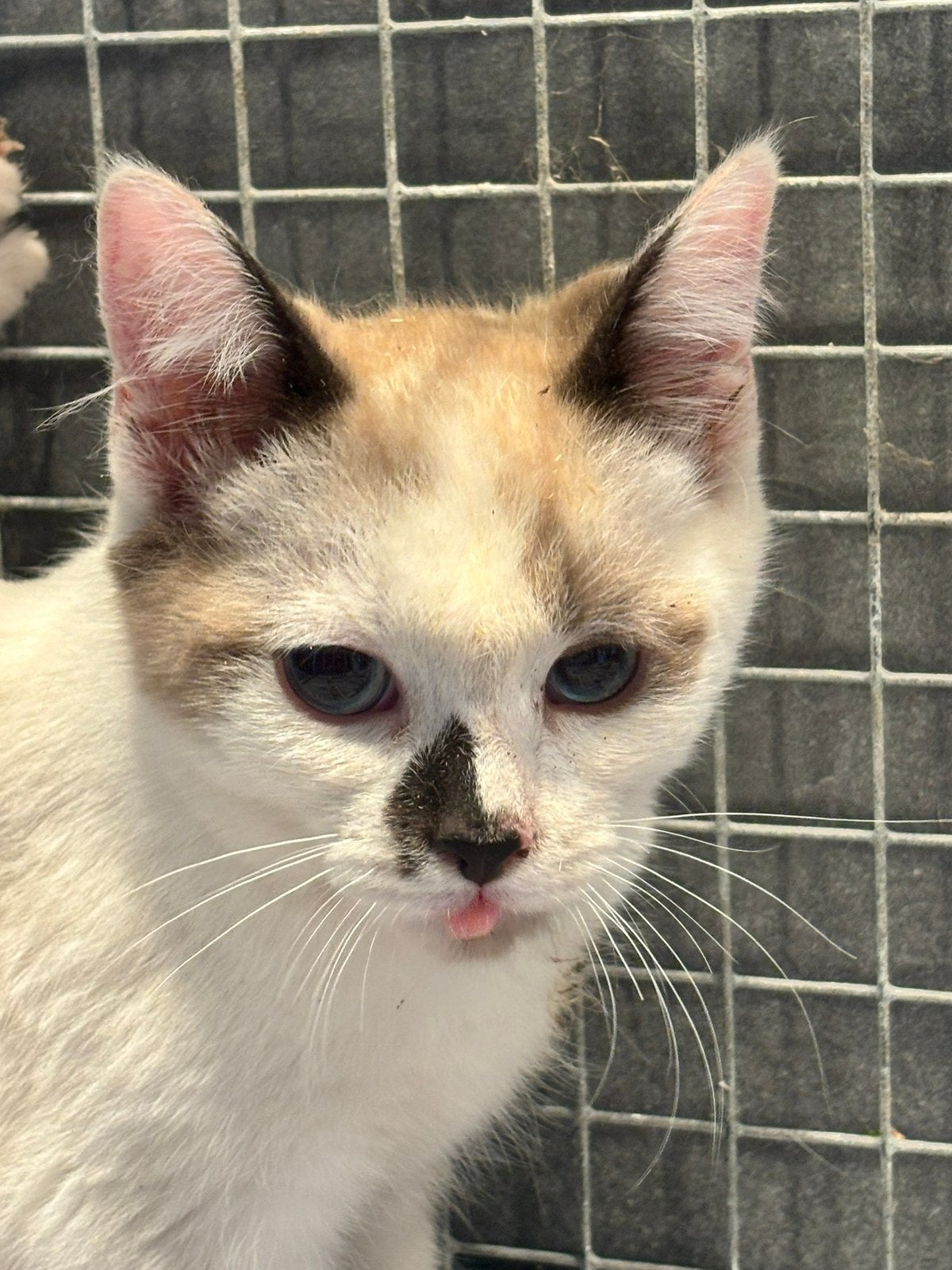 Ragdoll kittens, Meerdere dieren, Gechipt, 0 tot 2 jaar