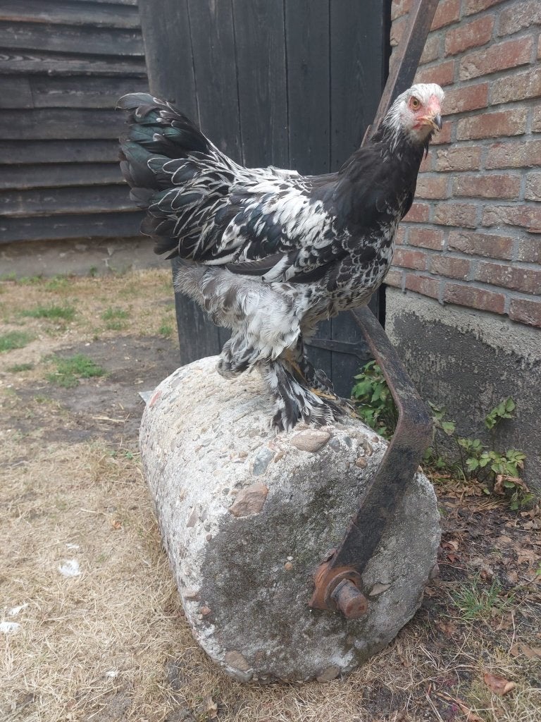 Brahma hanen - Grote kippen, Dieren en Toebehoren, Mannelijk, Kip
