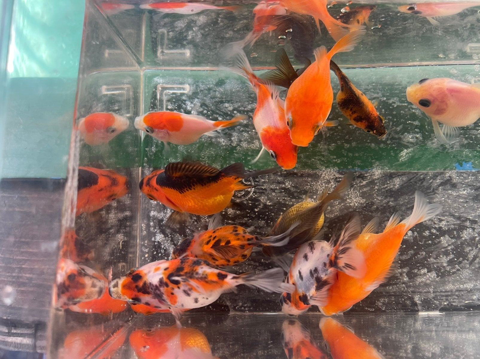 Eigen kweek Tamasaba FancyGoldfish 1 jaar  | Vanaf €12,50, Dieren en Toebehoren, Vis