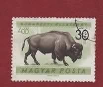 Fauna - Dieren - Bison - Hongarije - Budapest Zoo - gebr, Postzegels en Munten, Ophalen of Verzenden, Gestempeld, Dier of Natuur