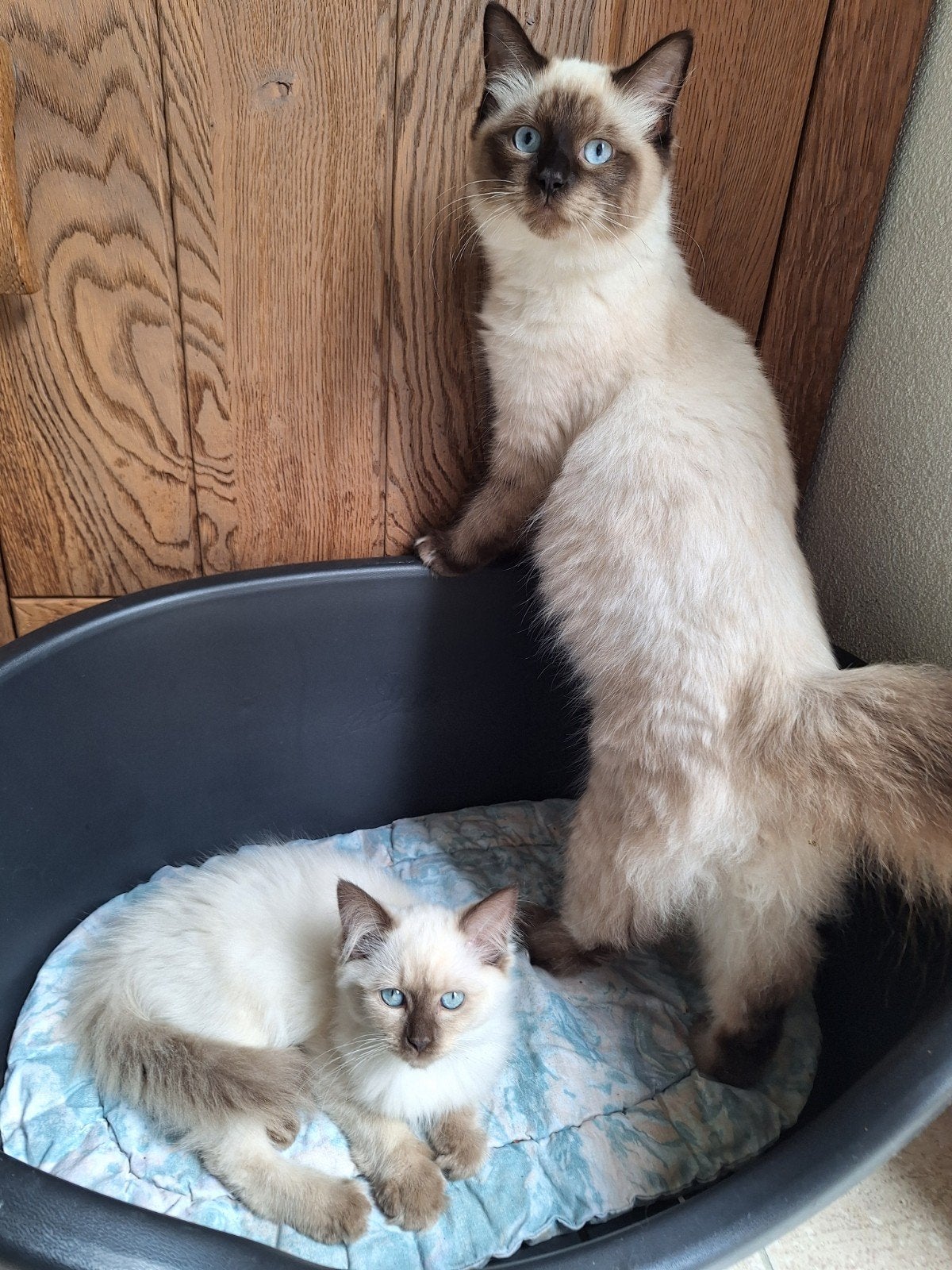 Ragdoll kittens met stamboom, Meerdere dieren, Met stamboom, 0 tot 2 jaar