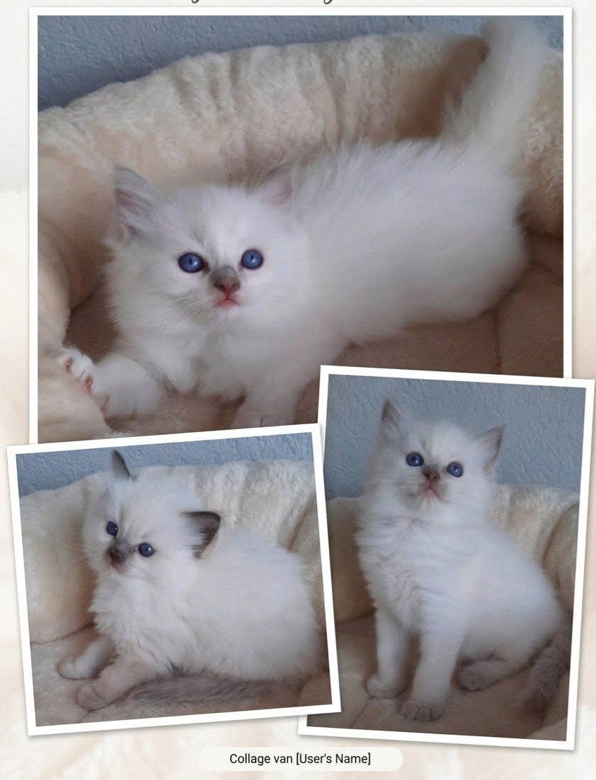 Ragdoll kittens met stamboom, Meerdere dieren, 0 tot 2 jaar