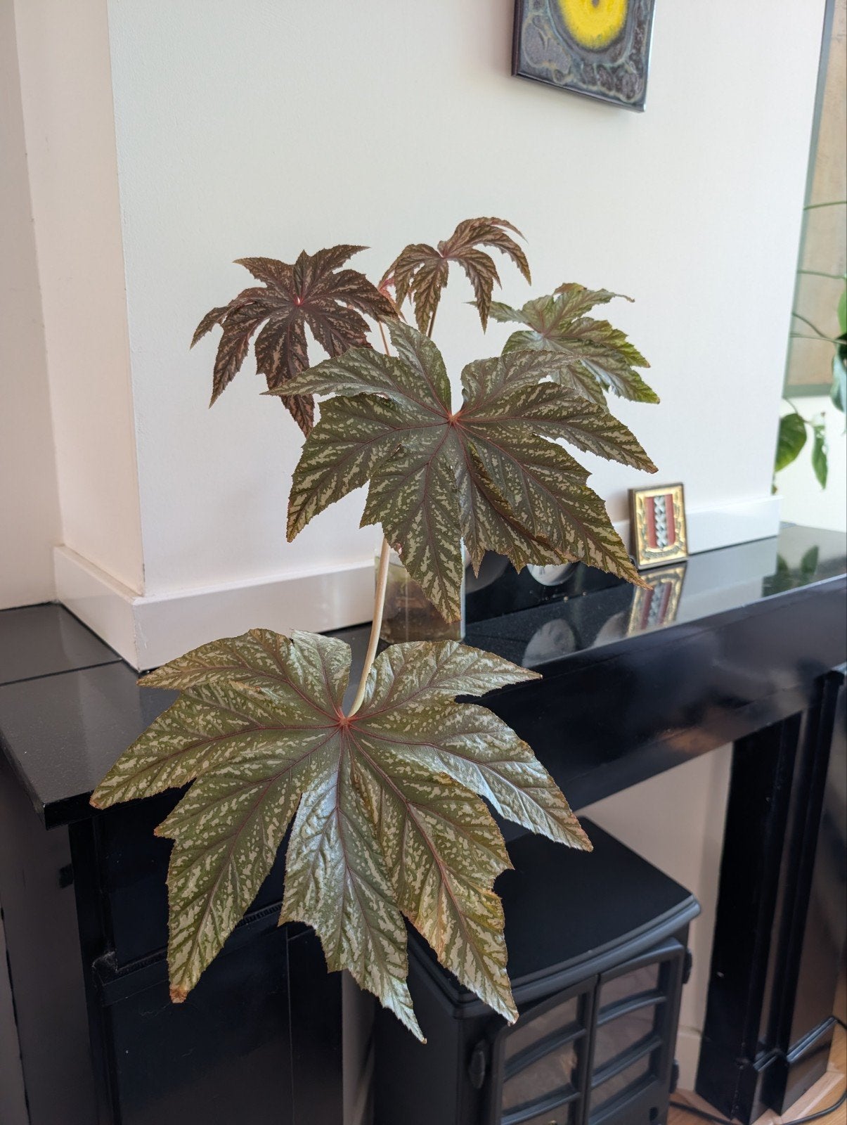 Begonia 'Gryphon' - Gewortelde stek, Ophalen, Halfschaduw, Minder dan 100 cm