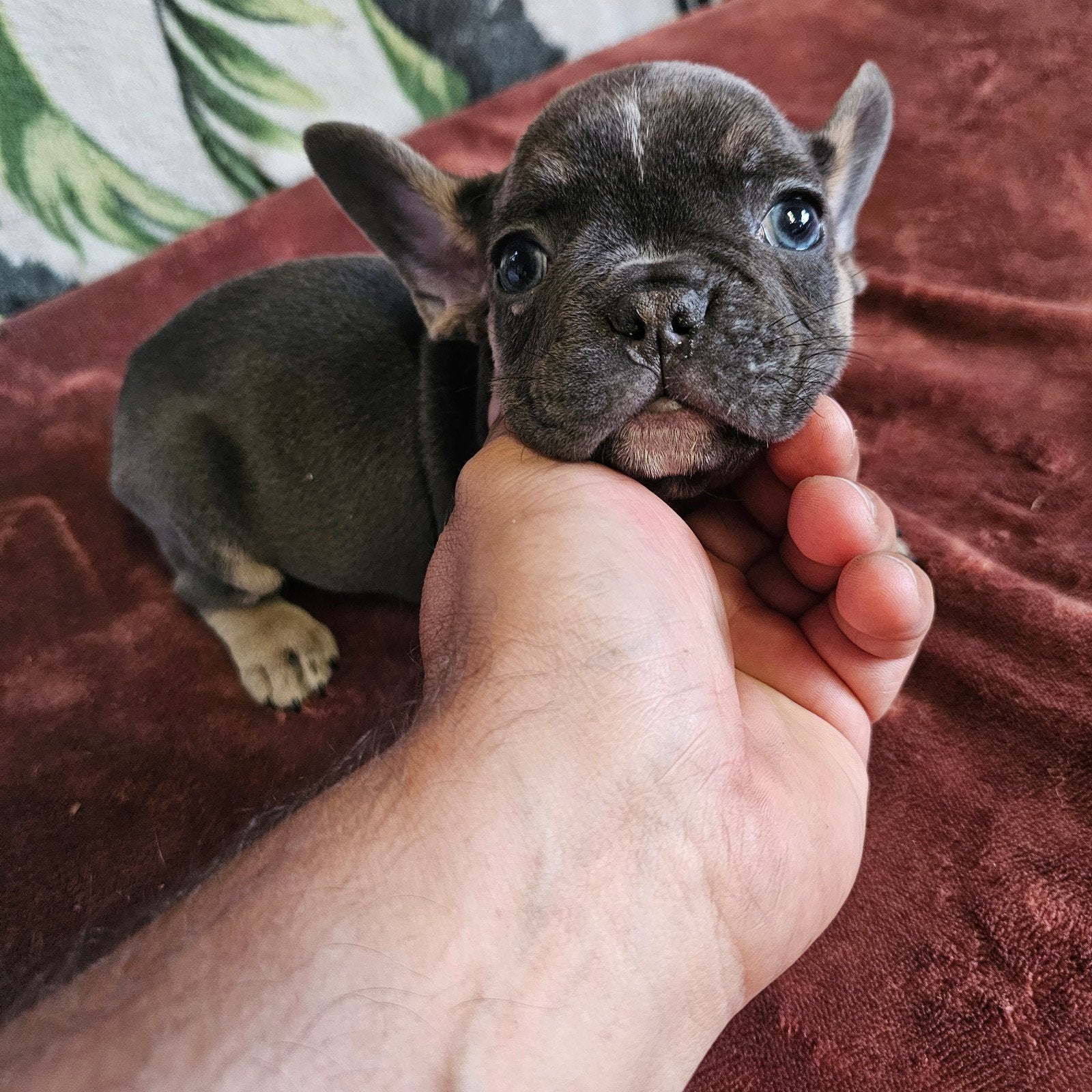 Prachtige Franse Bulldog pups met stamboom, Dieren en Toebehoren, Parvo, België, Particulier, 8 tot 15 weken