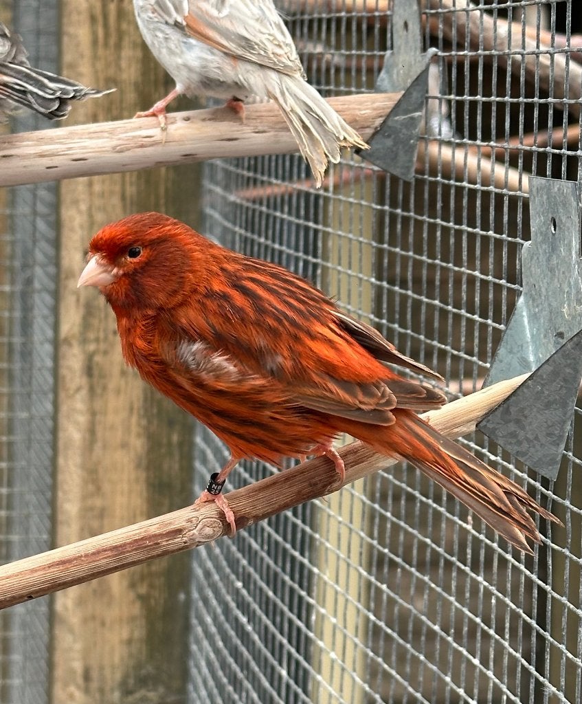 Zwart rode kanaries, Dieren en Toebehoren, Vogels | Kanaries, Meerdere dieren, Kleurkanarie