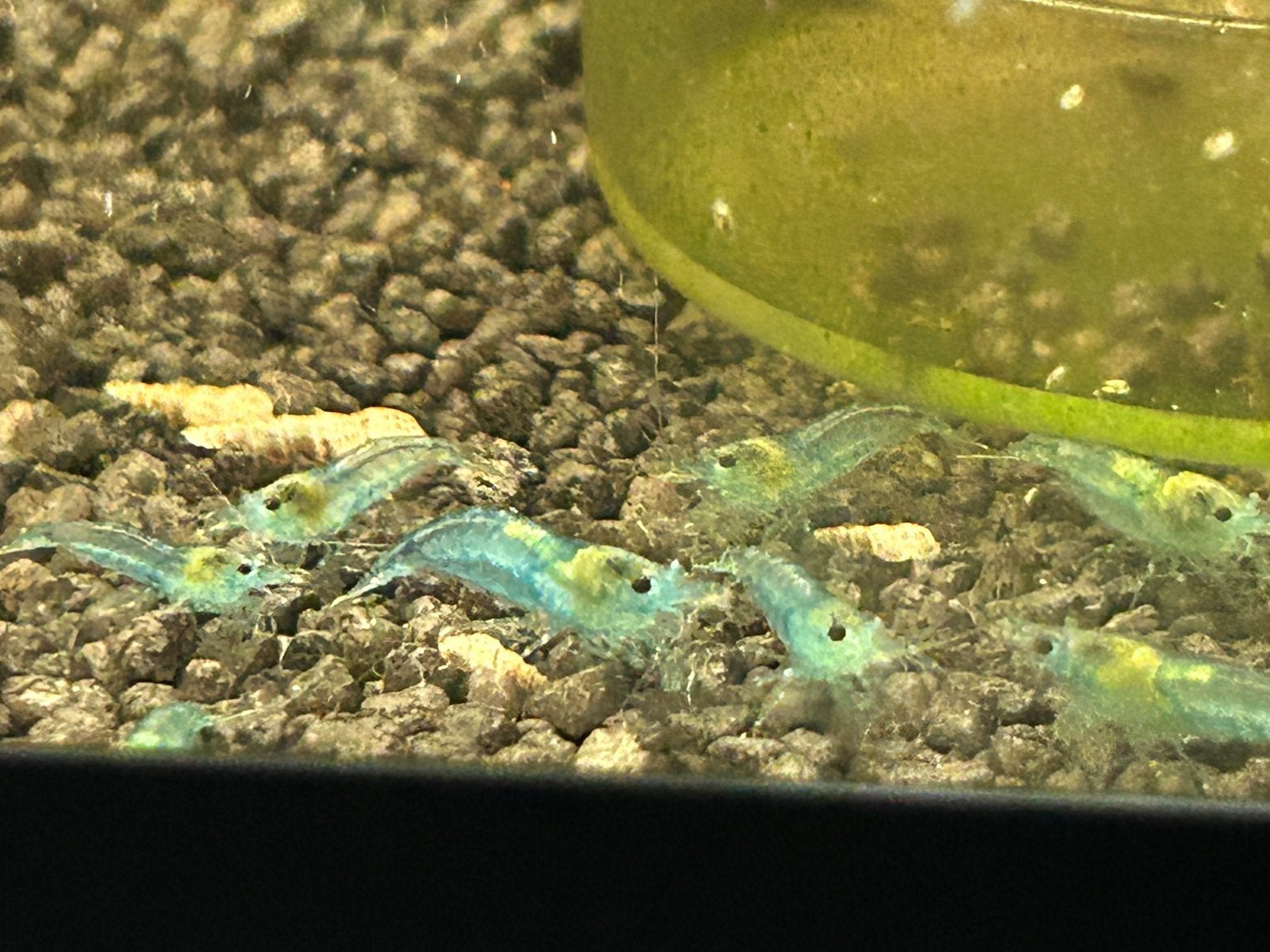 Blue jelly neocaridina garnalen, Dieren en Toebehoren, Kreeft, Krab of Garnaal, Zoetwatervis, Schoolvis