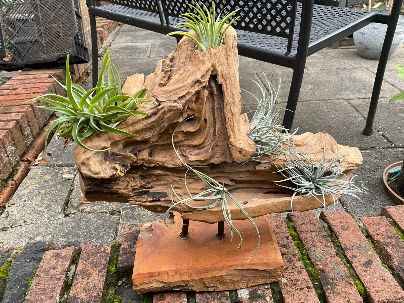 tillandsia op stuk hout, Ophalen, Halfschaduw, Minder dan 100 cm