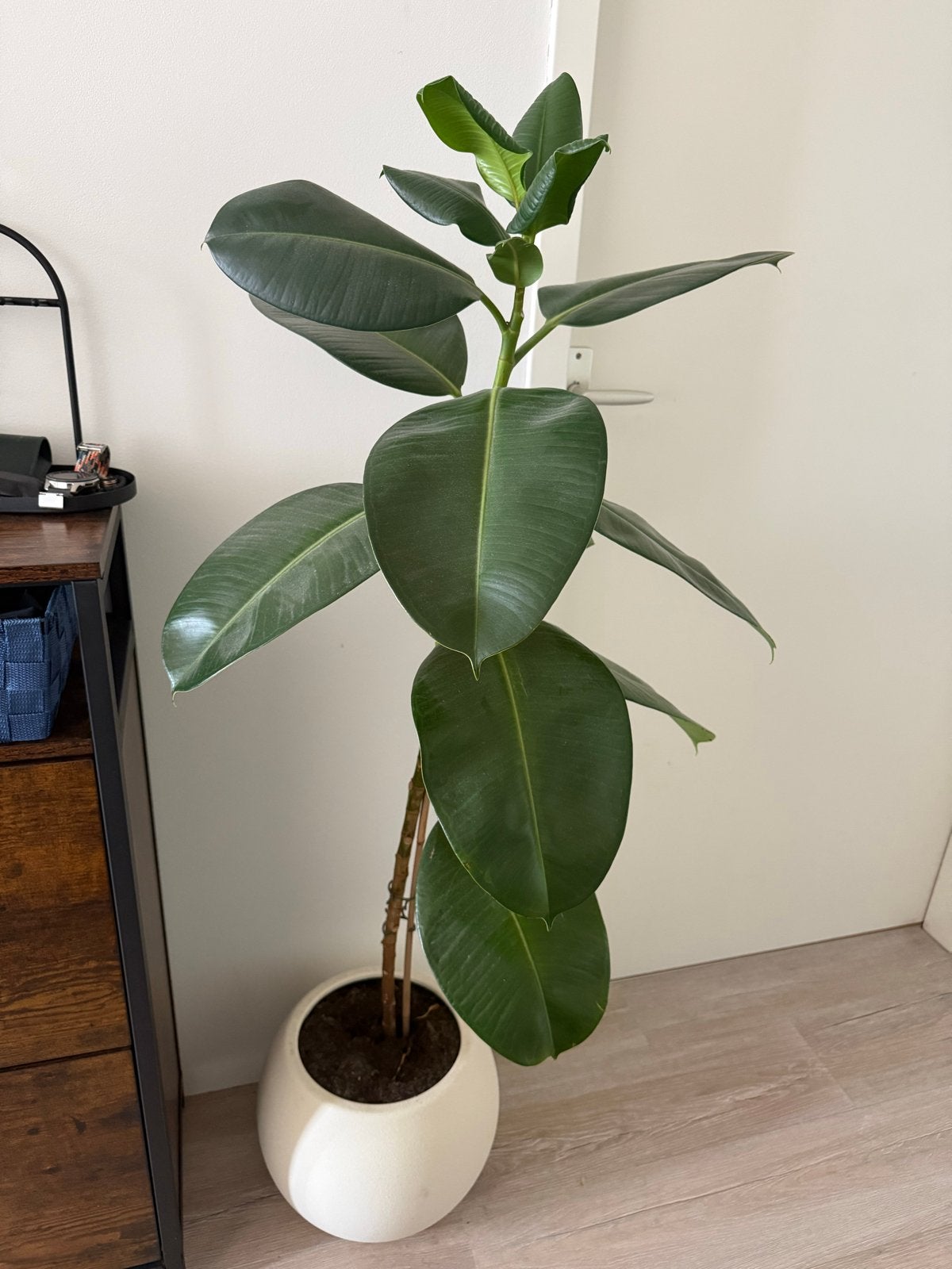 Grote Ficus Elastica (Rubberplant) in pot, Huis en Inrichting, Kamerplanten, Ophalen, Ficus, Halfschaduw, In pot