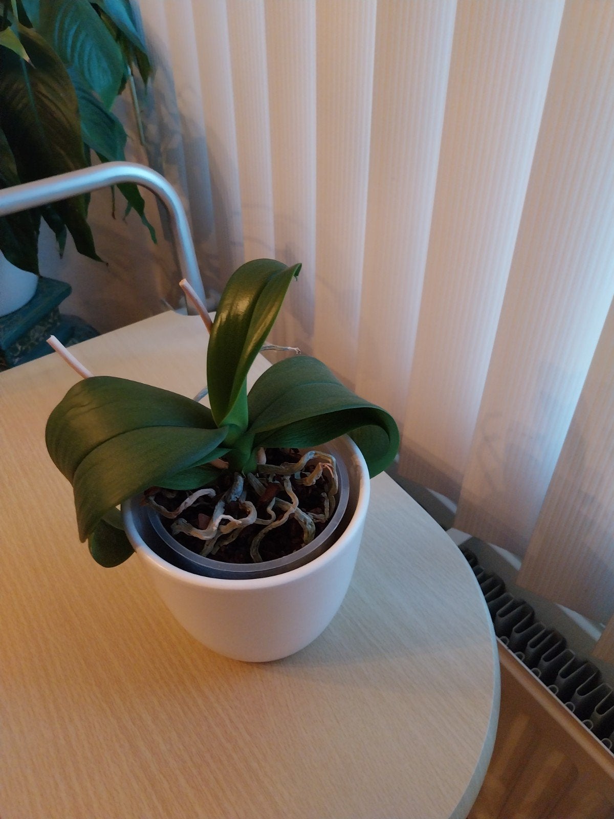 Mooie Orchidee in pot, Huis en Inrichting, Kamerplanten, Ophalen, Overige soorten, Halfschaduw, In pot