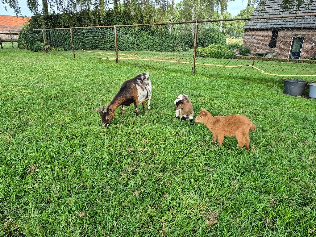 Dwerggeit met 2 jongen, Dieren en Toebehoren, Schapen, Geiten en Varkens, Mannelijk, Geit