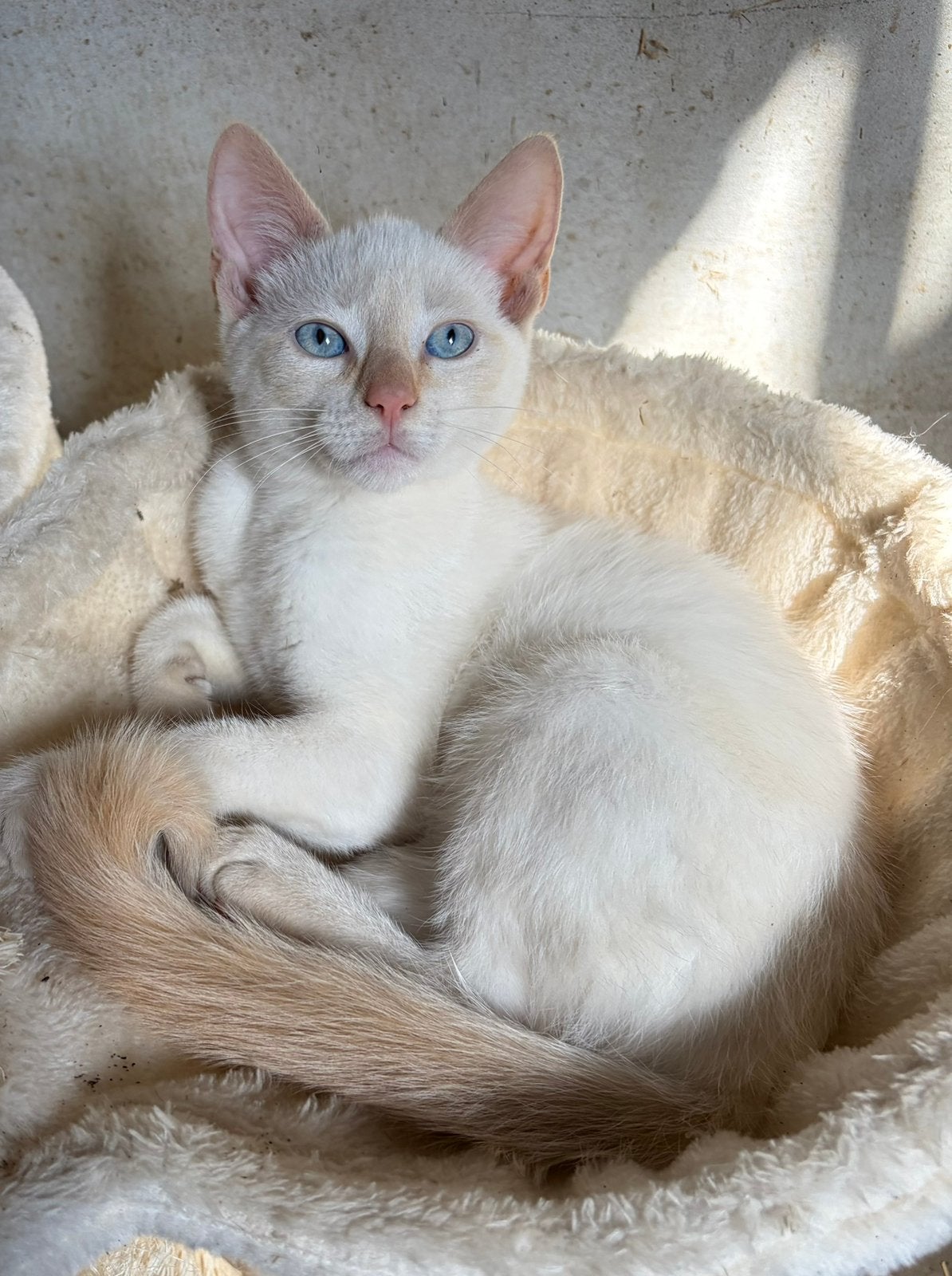 Red point katertje, blauwe ogen, Dieren en Toebehoren, Katten en Kittens | Raskatten | Korthaar, Kater, Ontwormd