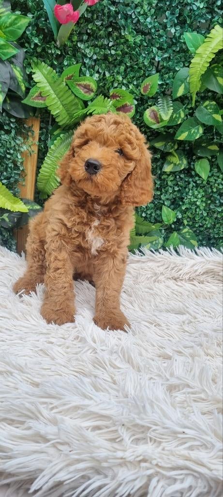Labradoodle pupjes de laaste 3reutjes, Overige rassen, Meerdere, Meerdere dieren, Nederland
