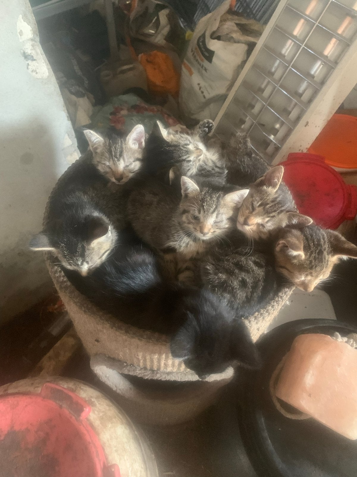 Boerderij kittens, Meerdere dieren