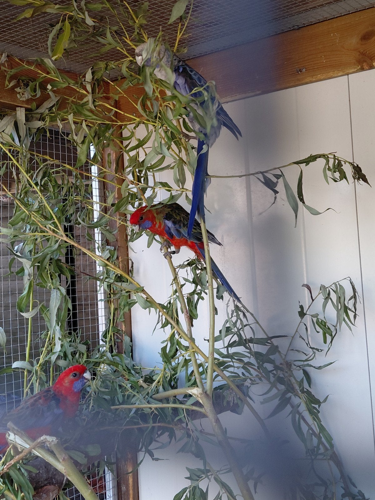 pennant rossella  jongen, Meerdere dieren, Geringd