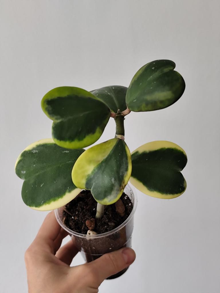 Hoya Kerrii Variegata - Hartjesplant, Huis en Inrichting, Kamerplanten, Ophalen, Overige soorten, Halfschaduw, In pot