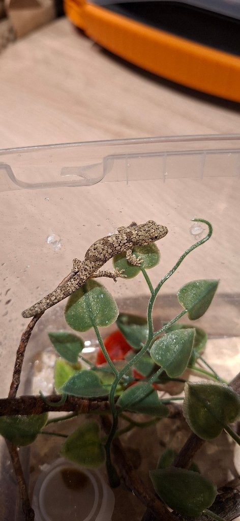 Jonge Eurydactylodes Occidentalis man, Hagedis, 0 tot 2 jaar
