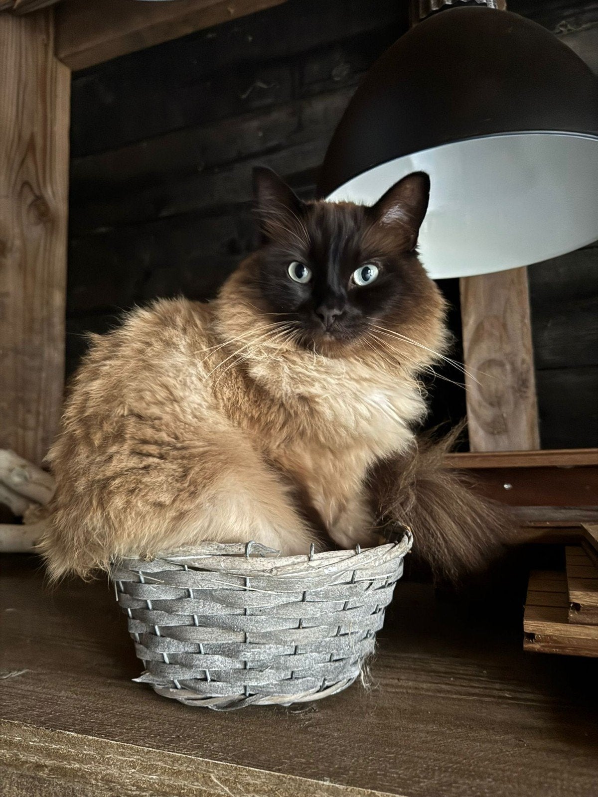 Ragnar – Ragdoll sproei kater zoekt gouden mandje, Kater, Gechipt, 3 tot 5 jaar