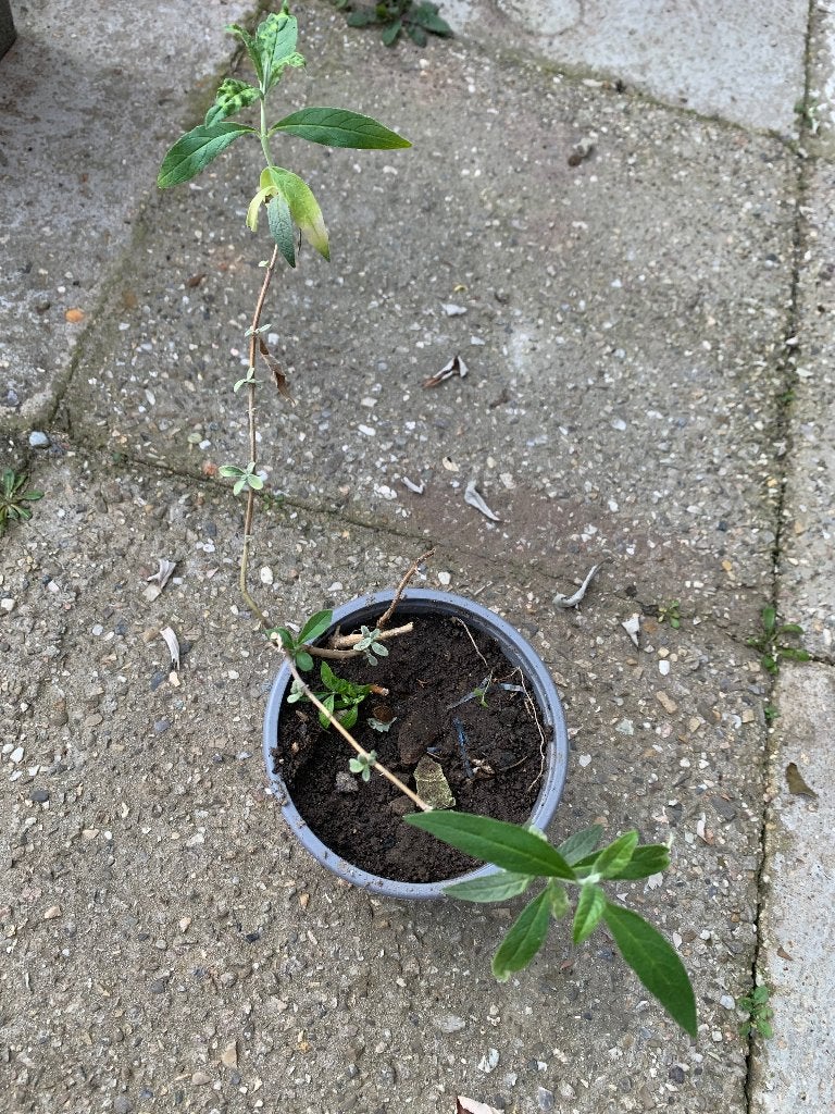 Vlinderstruik stek nummer 3, Tuin en Terras, Planten | Struiken en Hagen, Ophalen, Vlinderstruik, Struik, Minder dan 100 cm