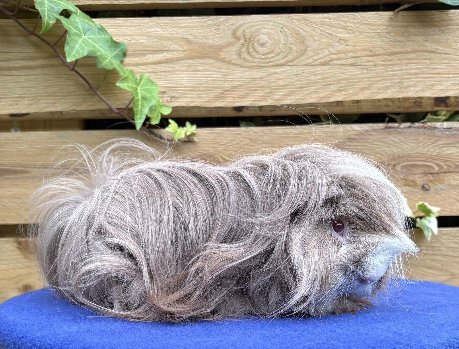 Peruvian Cavia Slate blue, Dieren en Toebehoren, Cavia, April, Mannelijk, Tam