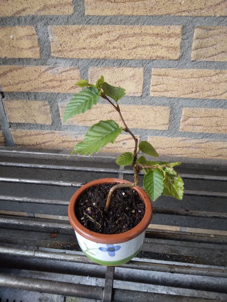 Bonsai, Bloeit niet, Overige soorten, Minder dan 100 cm, Ophalen