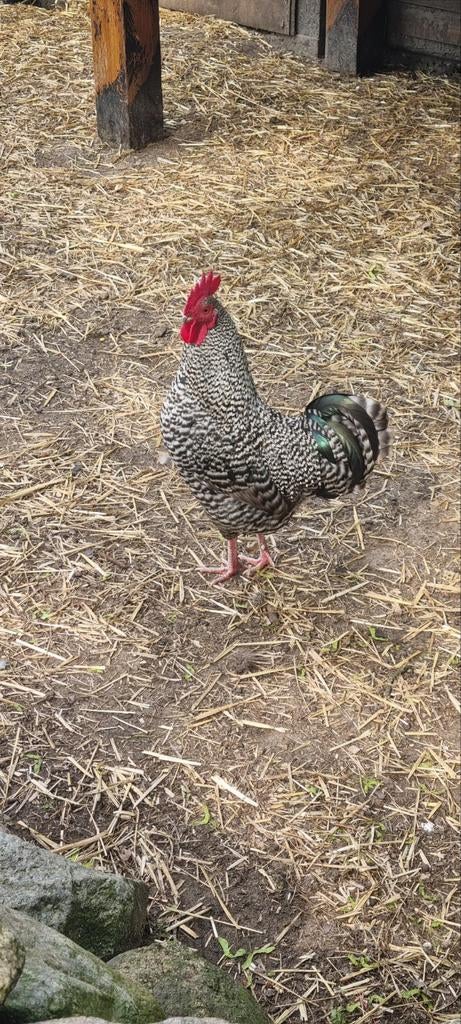 Amrock kriel haan met 2 kriel kippen, Meerdere dieren, Kip