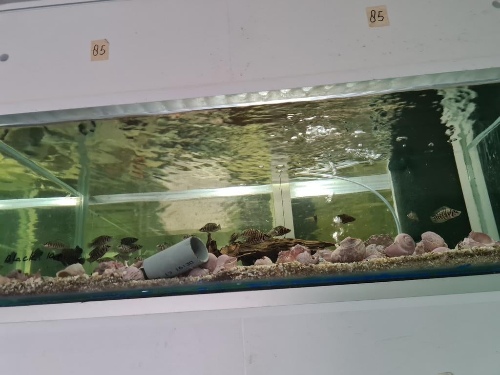 Altolamprologus Calvus Black Tanganyika Cichliden, Dieren en Toebehoren, Vissen | Aquariumvissen, Vis, Zoetwatervis