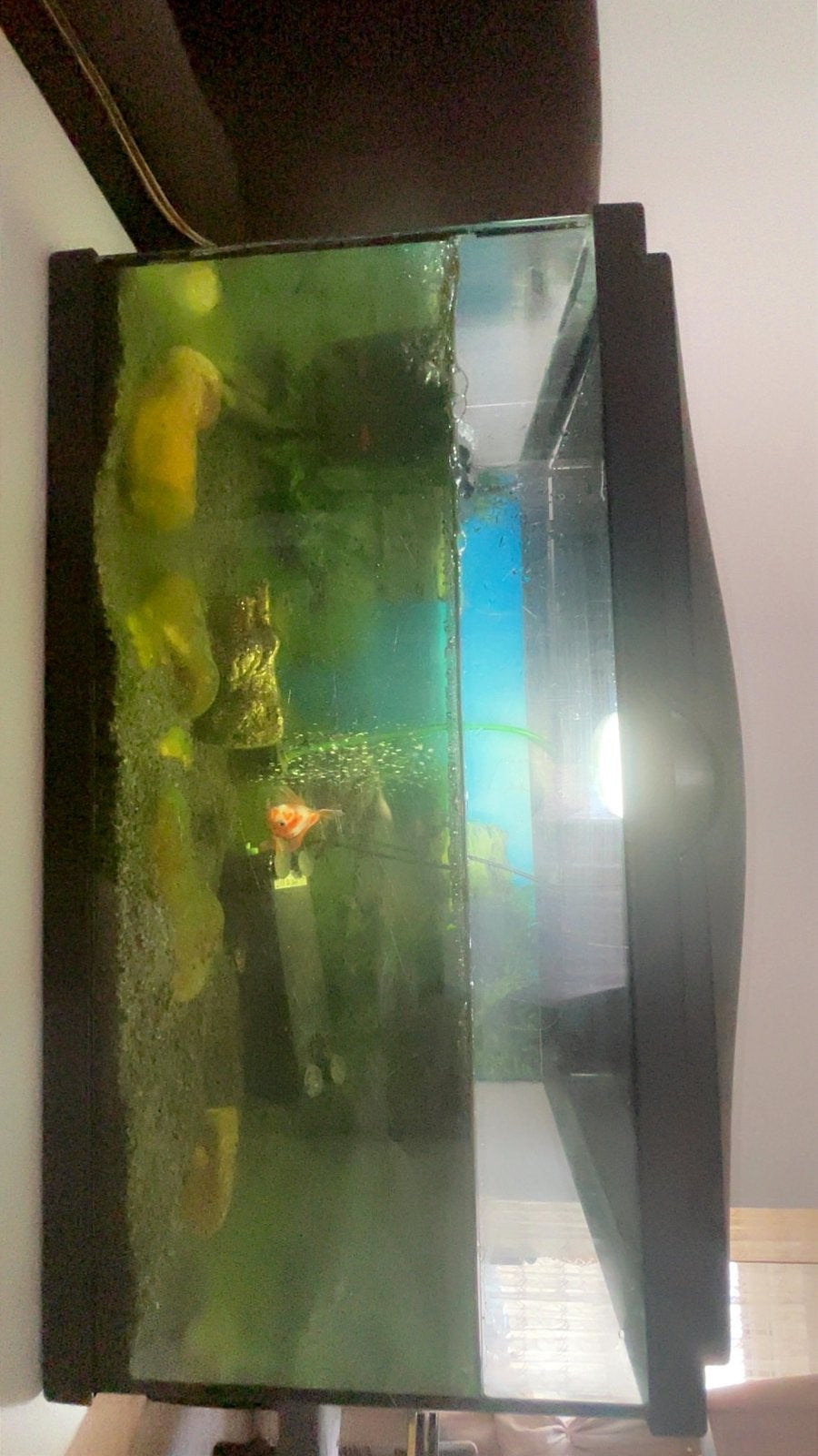 Aquarium met 5 visjes, Ophalen of Verzenden, Zo goed als nieuw, Gevuld zoetwateraquarium