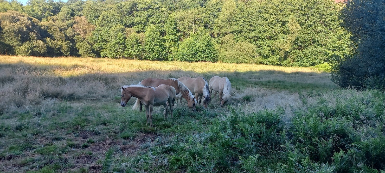 Uniek pension-, opfok-, pensioenplek vr koudbloed sober ras, Weidegang, 1 paard of pony