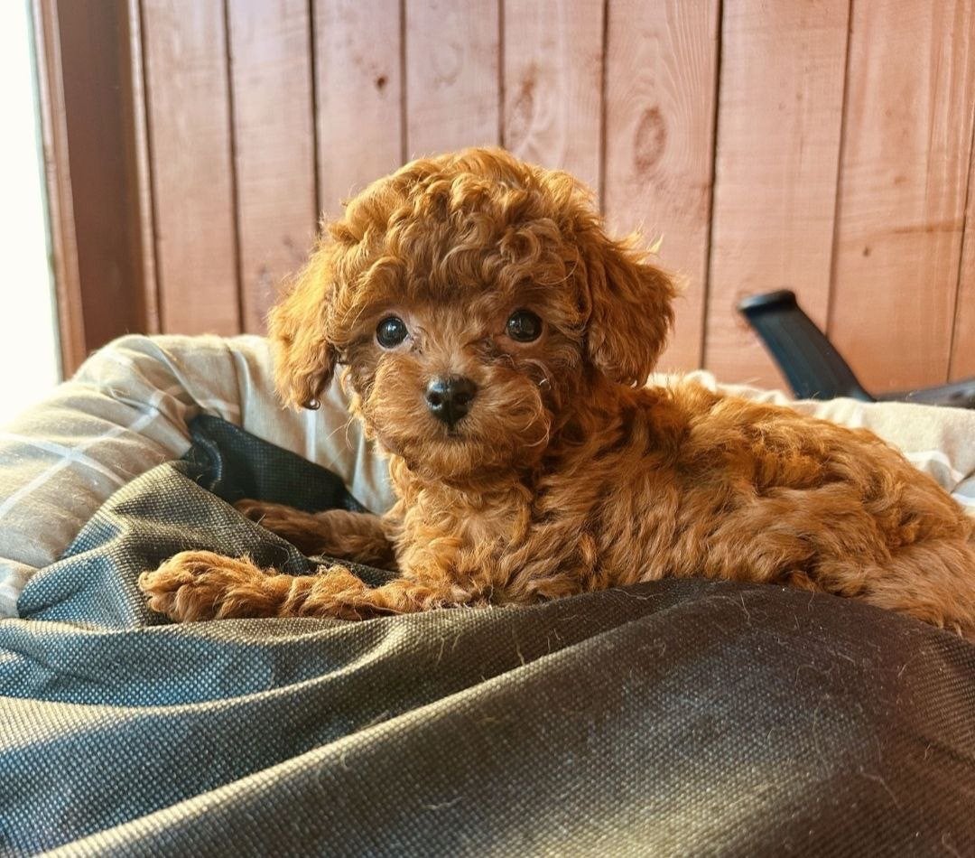 Rode Toy Poedel Te Koop!, Dieren en Toebehoren, Honden | Retrievers, Spaniëls en Waterhonden, Particulier, Overige rassen, 8 tot 15 weken