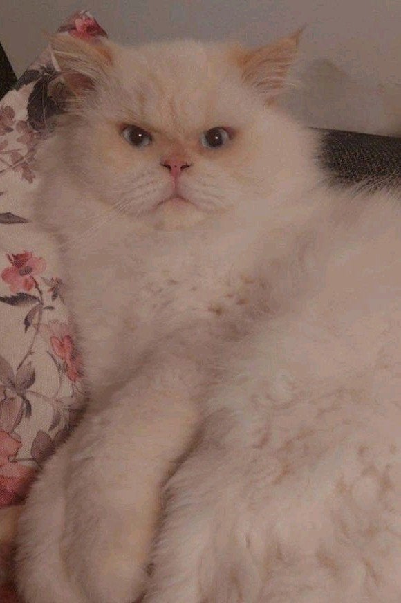 Dekkater NIET te koop!, 3 tot 5 jaar