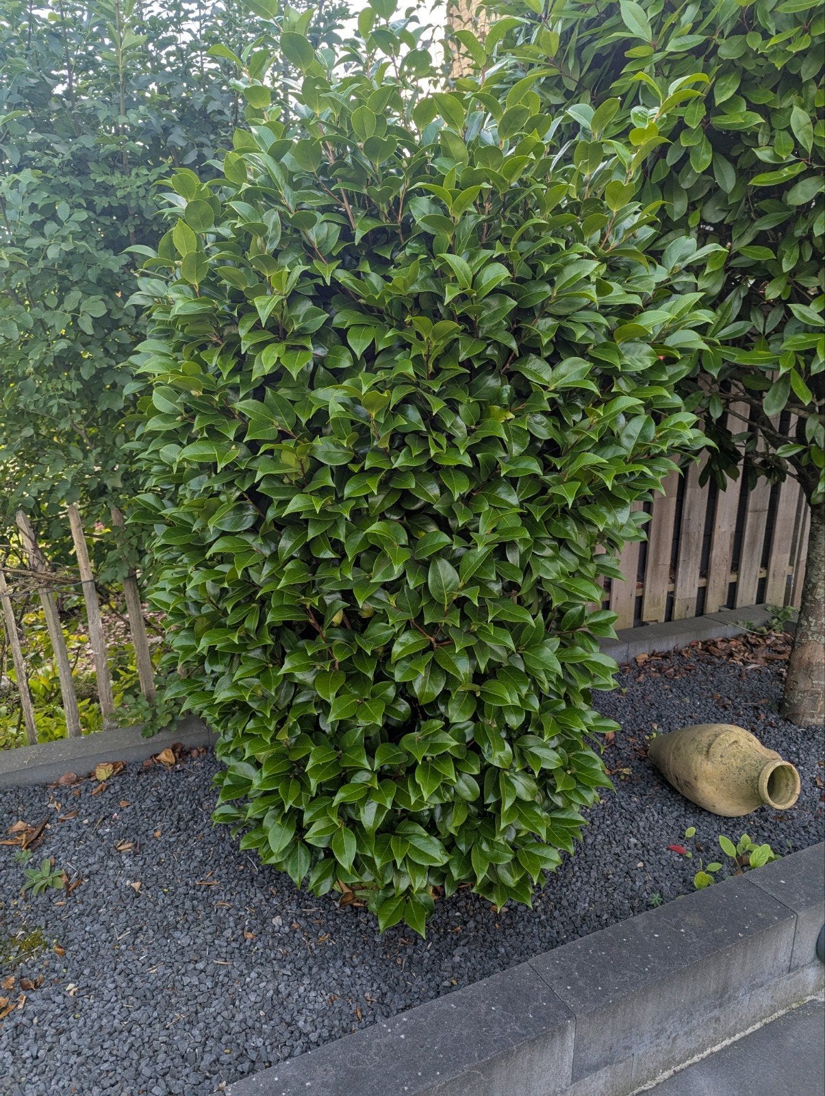 Laurier struik, Ophalen, Laurier, Struik, 100 tot 250 cm