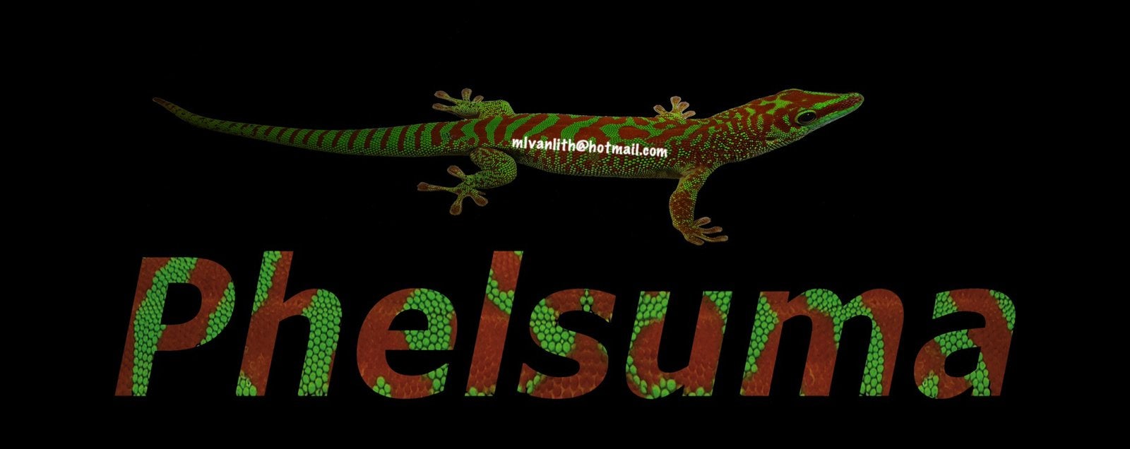 Diverse gekko’s en isopods voor Hamm en Houten, Dieren en Toebehoren, 0 tot 2 jaar