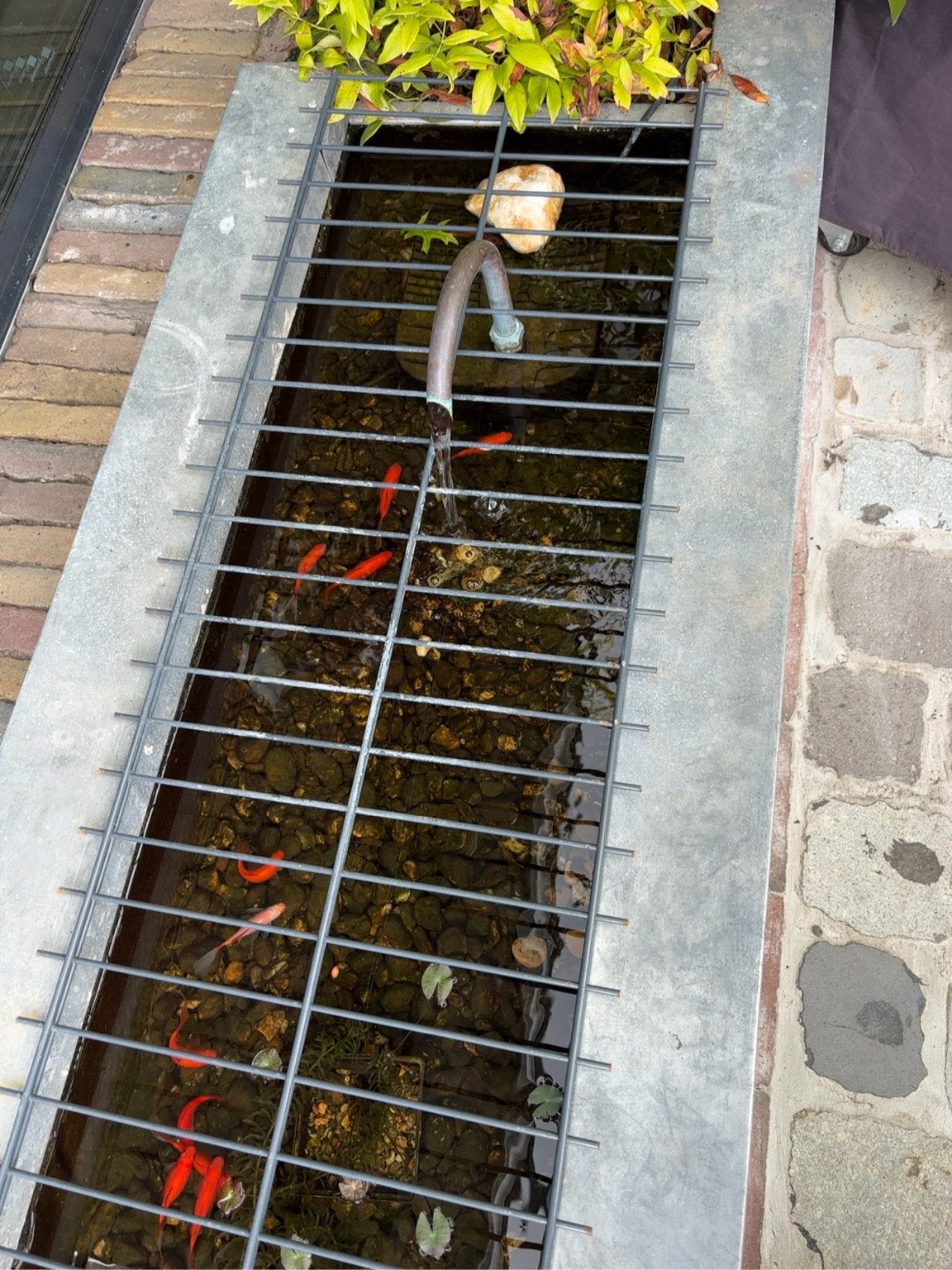 Complete vijverset:20 vissen+2SuprFish pompen/filters+plant, Tuin en Terras, Vijvers, Ophalen, Gebruikt