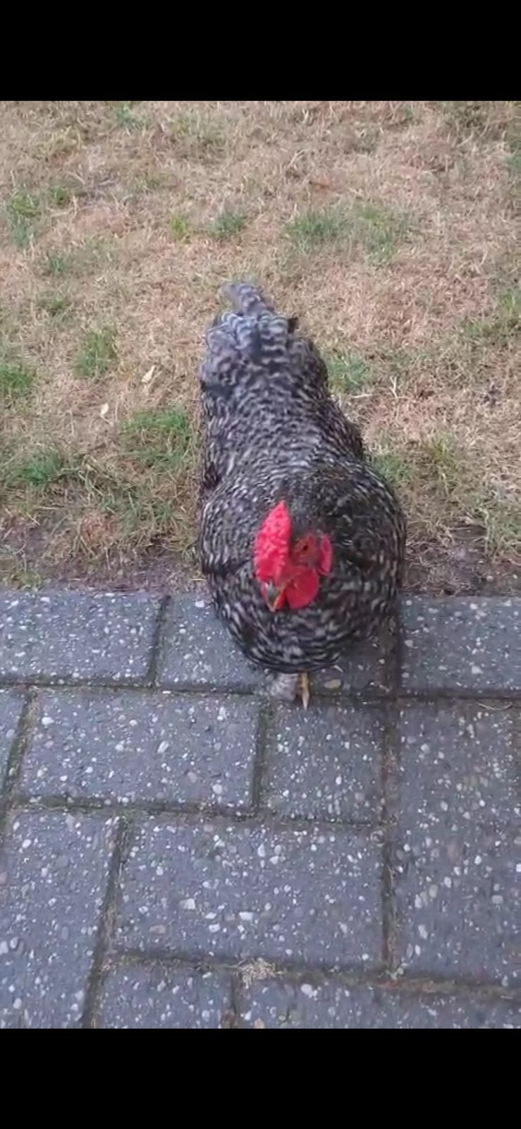 Dit is katreltje, Dieren en Toebehoren, Pluimvee, Mannelijk, Kip