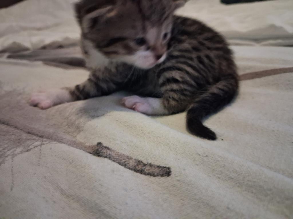 Kittens te koop geboren op 4 mei