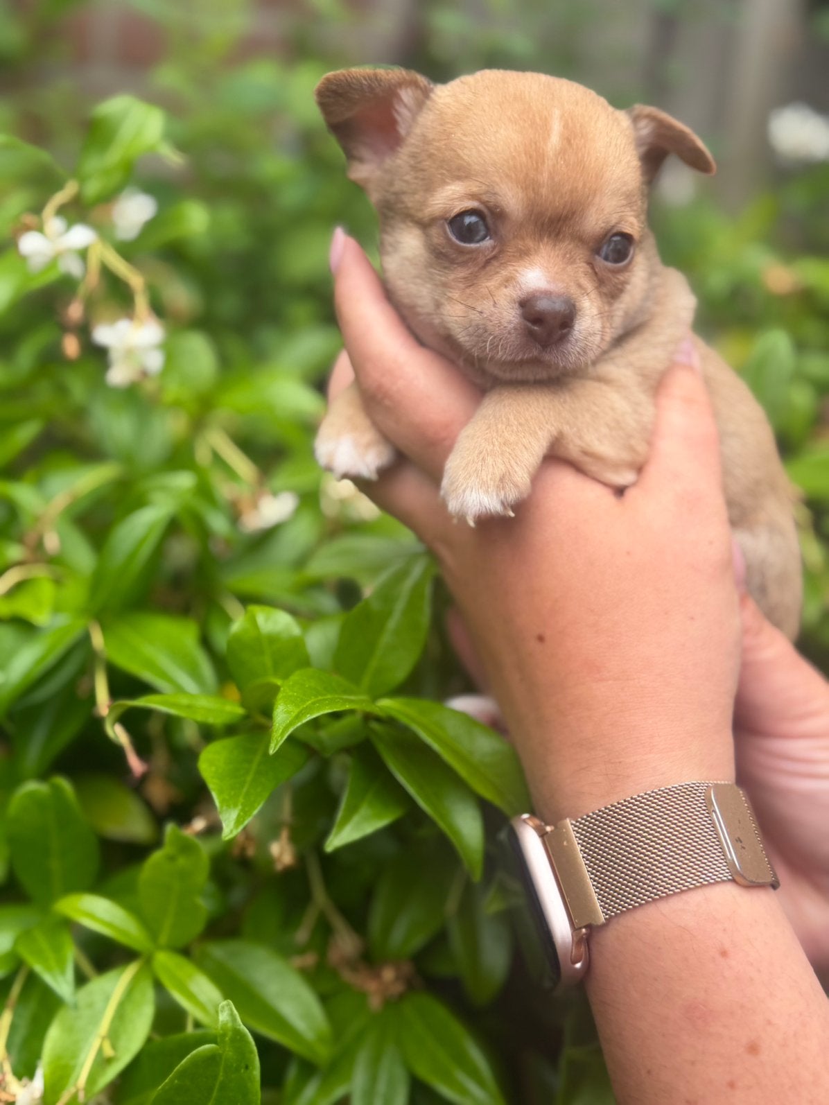 🌸Prachtige chihuahua pups, Dieren en Toebehoren, 8 tot 15 weken, Meerdere, Meerdere dieren, Chihuahua