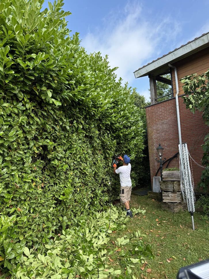 Tuinman – Tuinonderhoud Tuin opruimen Gras maaien Snoeien