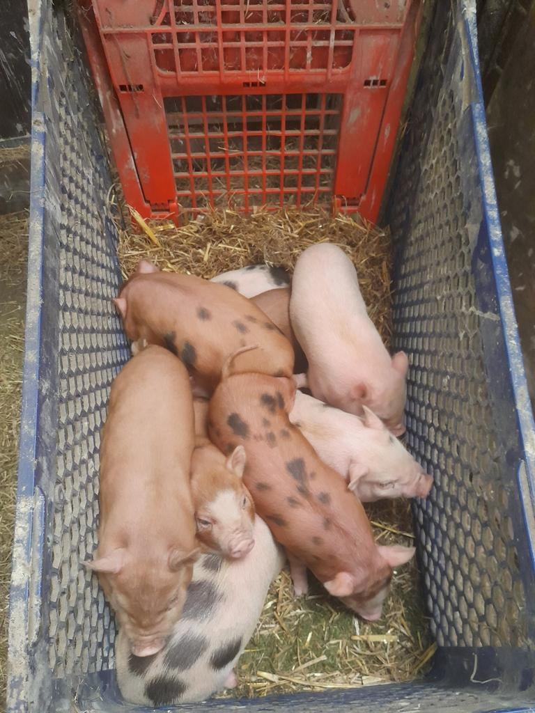 Gottinger ini mini biggetjes, Dieren en Toebehoren, Meerdere dieren, Varken