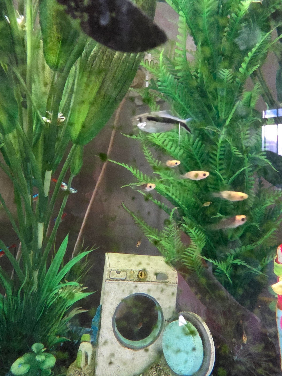 Platy's (Xiphophorus maculatus) guppies, Dieren en Toebehoren, Vissen | Aquariumvissen, Vis