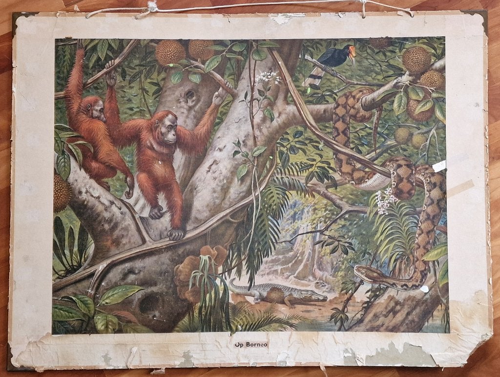 Op Borneo / M.A. Koekkoek, Ophalen, Geschiedenis