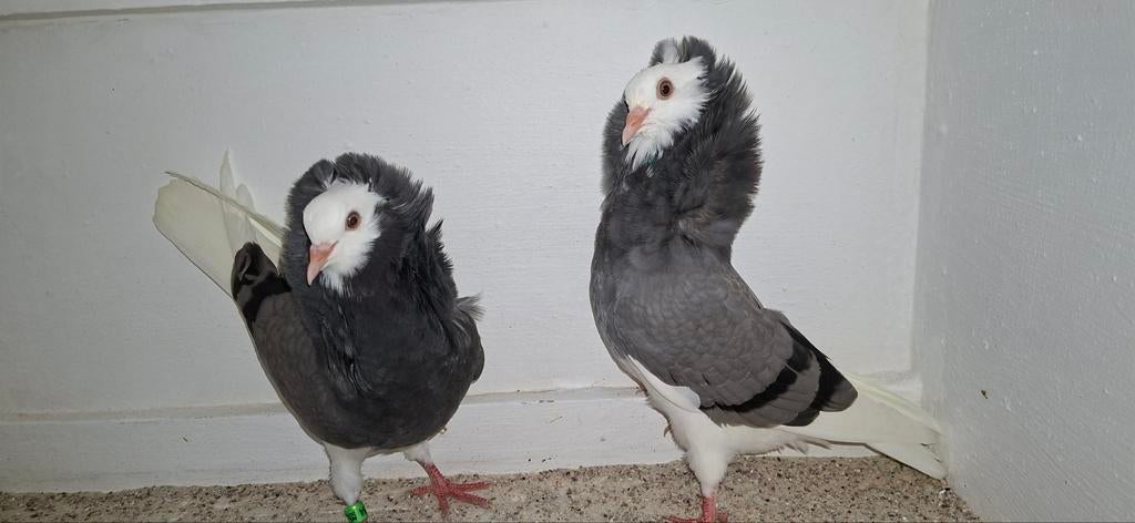 Te koop sierduiven Oudhollands kapucijnen duiven  Blauwgeban, Dieren en Toebehoren, Vogels | Duiven, Meerdere dieren, Overige soorten