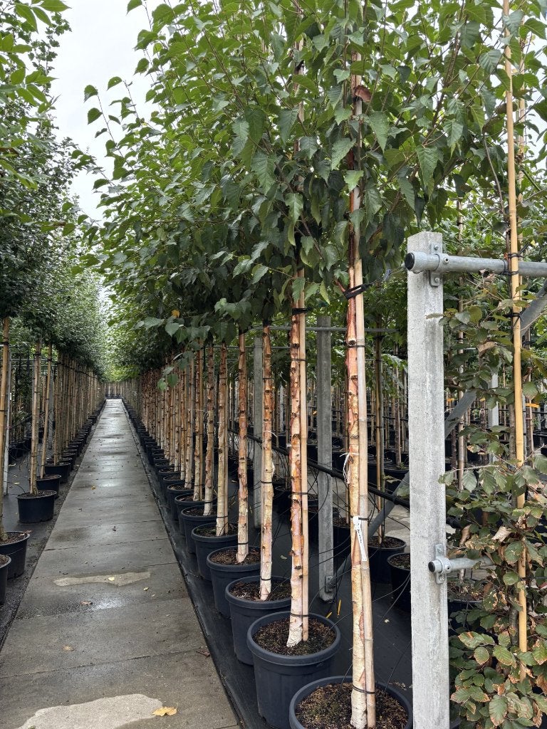 Betula ‘Fascination’ – Berk 12/14 & 14/16 cm, In pot, Bloeit niet, Halfschaduw, Overige soorten