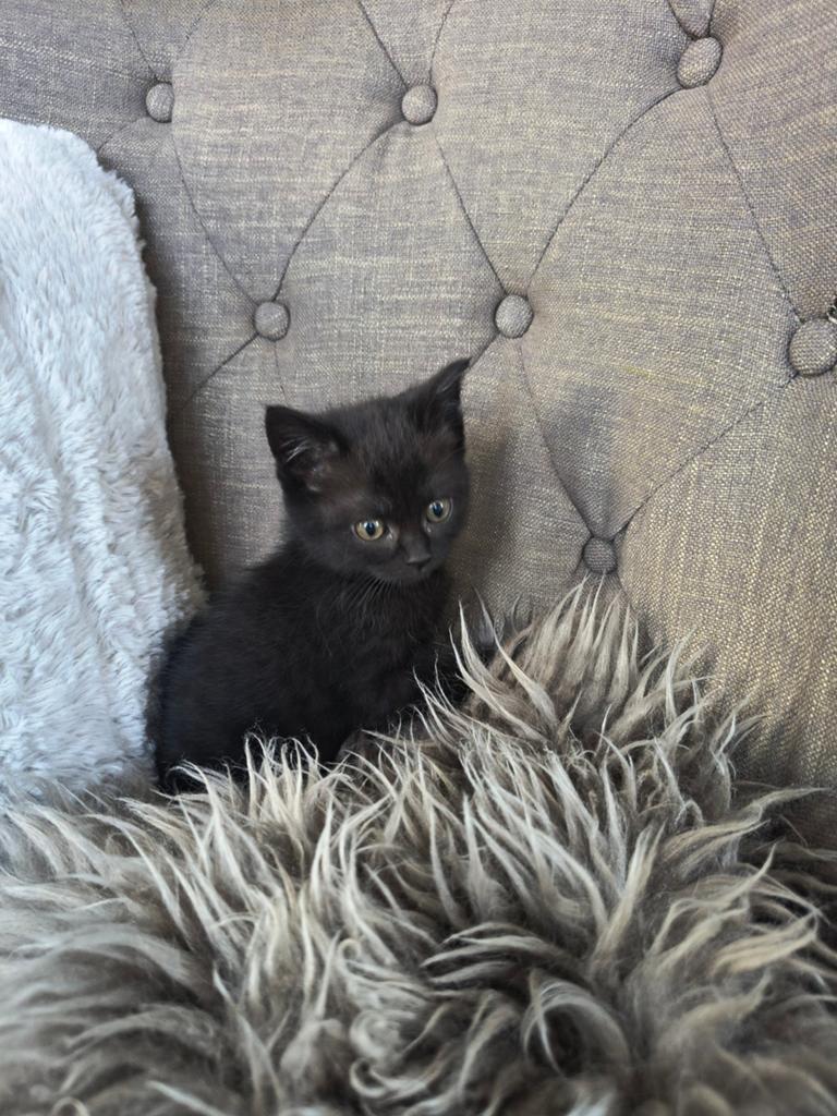 Prachtige Britse korthaar kittens 8 weken, Meerdere dieren, Ontwormd