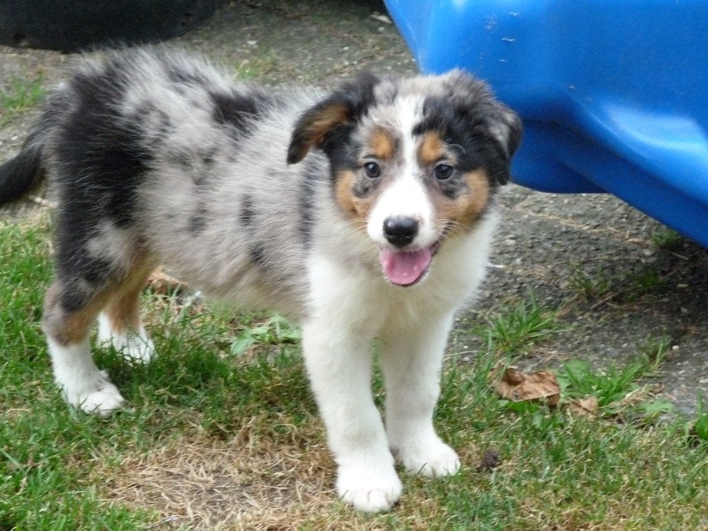 mooie border collie pups mogen het nest verlaten, Parvo, 8 tot 15 weken, Collie, Meerdere