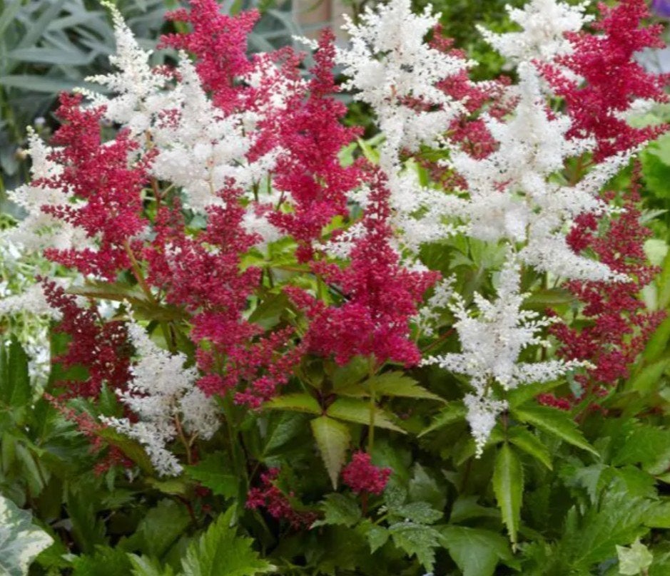 Pluimspirea Astilbe biologisch gekweekt, Tuin en Terras, Overige soorten, Volle zon, Vaste plant, Ophalen of Verzenden