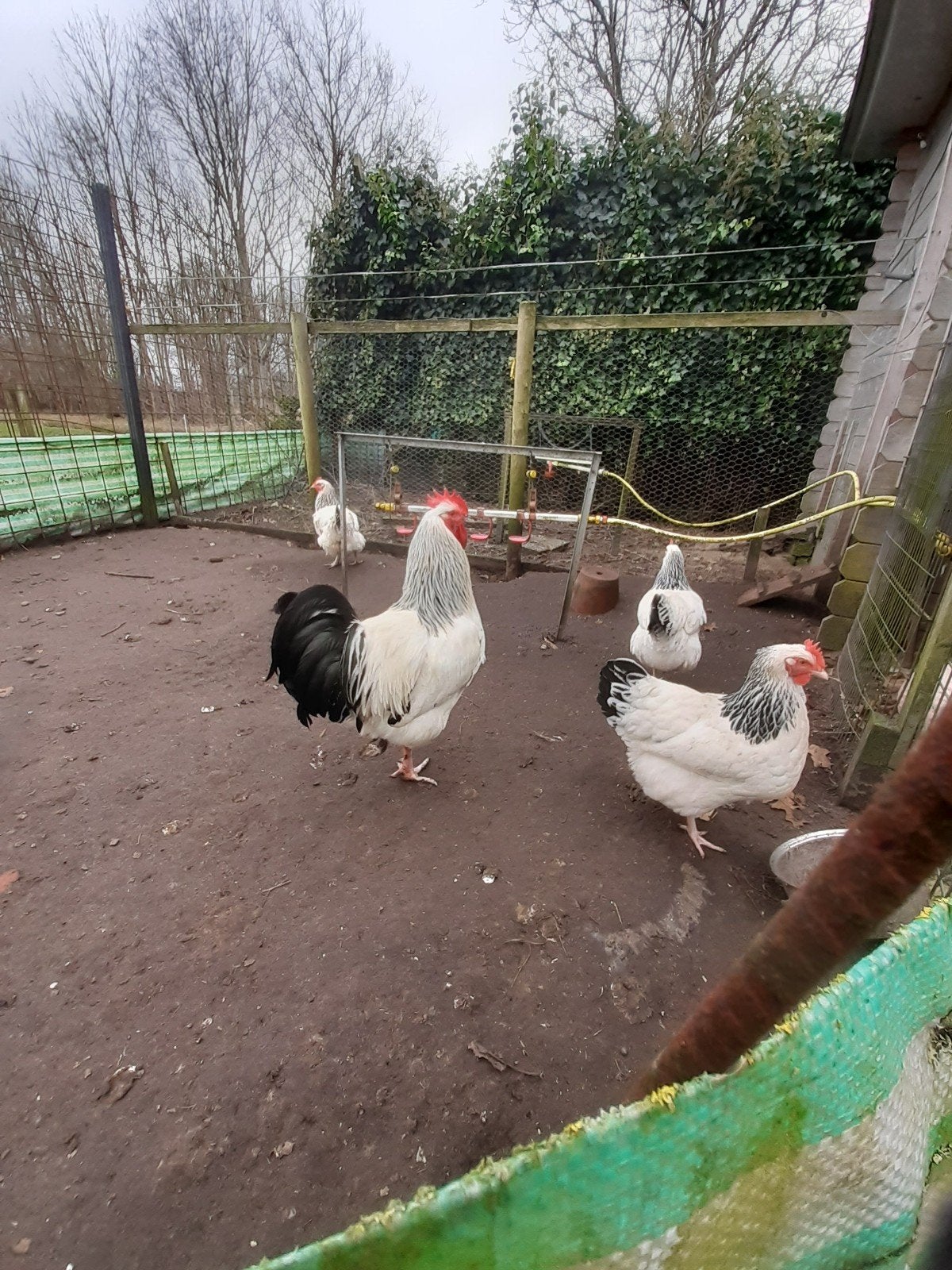 Sussex Columbia Broedeieren, Dieren en Toebehoren, Pluimvee, Geslacht onbekend, Kip